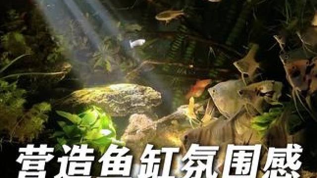 一个3瓦的迷你造景小射灯，居然就有如此强的照射范围！ 支持三色调节，12毫米以内的玻璃都能夹，连续开