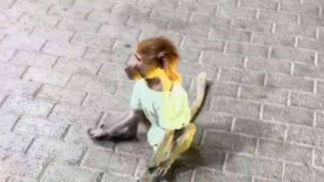 宠物狒狒 #国外视频分享 #奇妙的动物 #宠物