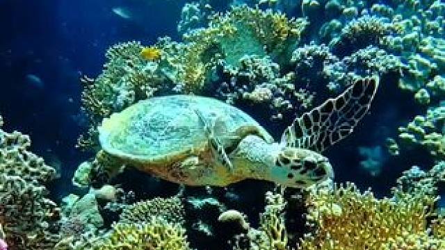 #潜到海底去看你 五彩斑斓的海底世界#神奇的海洋生物 #奇妙的海洋生物 #水下世界