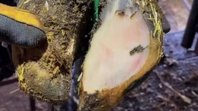 没有剧透的牛蹄，变形之下藏得是一个大洞#解压#修牛蹄找对象，陌陌靠谱#同城交友