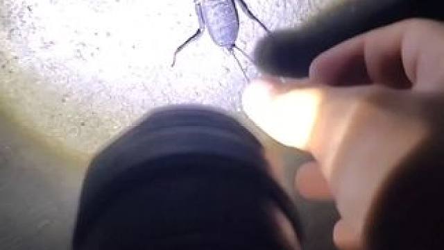 农村的小伙伴知道这是什么吗？#天源虫趣 #抓竹蝉 #雷达蝎#鞭蝎 