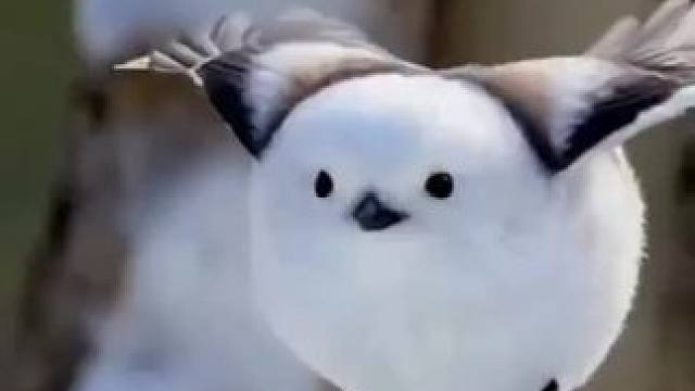 #动物世界 #万物皆有灵性 #奇妙的动物 #野生动物零距离