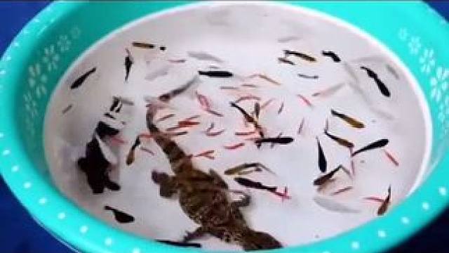 #新手养龟别踩这些坑 #创作者中心 #创作灵感 #鳄鱼苗