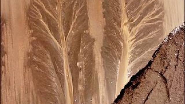 潮水退去，时间显形。两棵潮汐树，相依千万年。白鹭掠过，是天地间最自由的精灵。 此刻，梁祝响起，仿佛听