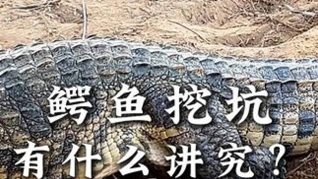 鳄鱼妈妈挖坑下蛋有什么讲究？#鳄鱼 #动物解说