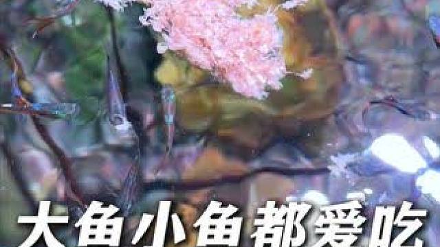 丰年虾块今天终于到手了，赶紧让鱼宠龟宠们开开荤！ 锦鲤、鹦鹉、黑尾大勾、蝴蝶鲤、天使鱼、孔雀鱼都能吃