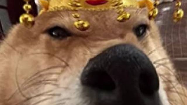 有兴趣陪吾皇玩球球吗？#球球大作战#球球大作战小游戏 #球球霸屏挑战#球球大作战VR