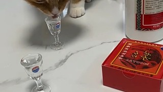 哈哈哈哈，這一跳可笑死我了[捂臉]