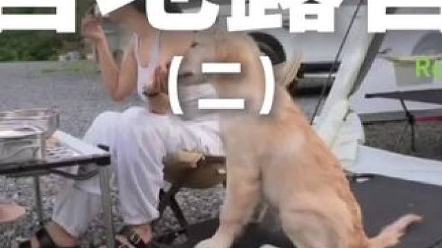 营地露营（二）#露营 #助眠 #解压 #萌宠 #户外露营