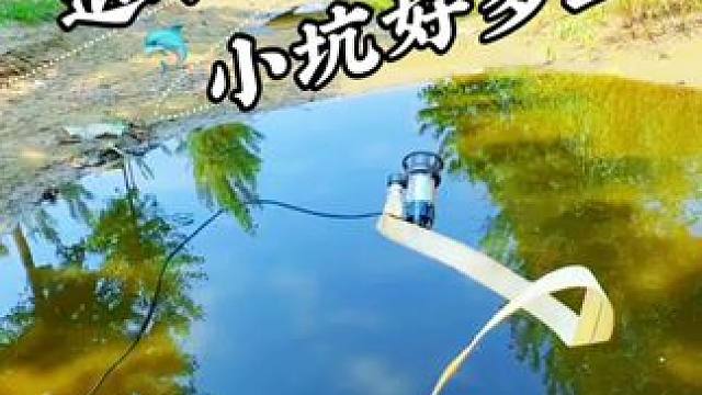 退水小坑怎么这么多鱼 #抽水#抽水抓鱼#抓鱼#户外抓鱼#户外