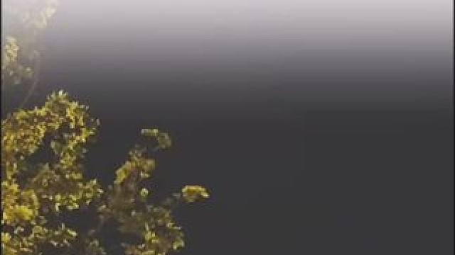 端午安康！平安，好运，安康#传承文化经典 #