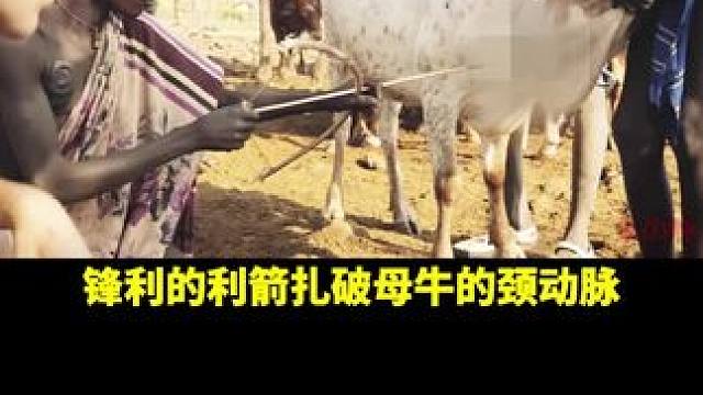 马赛人的生命力饮料！ #纪录片 #科普 #非洲