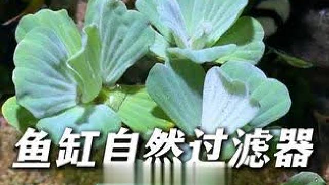 懒得给鱼缸换水，不知道如何给鱼缸造景的鱼友看过来！ 这个水芙蓉相当于一个自然过滤器，增氧净水还吸鱼便