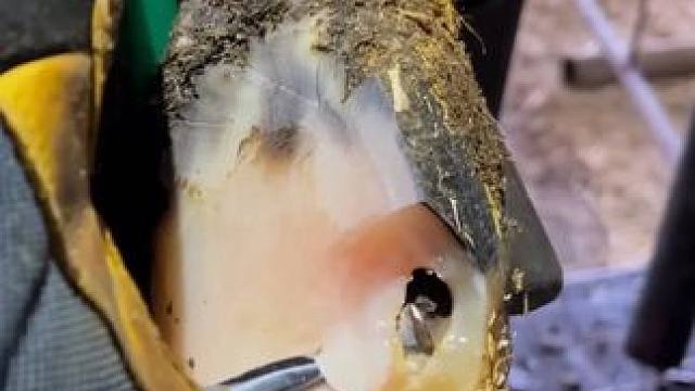 没有剧透的牛蹄，变形之下藏得是一个大洞#解压#修牛蹄