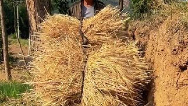 你还说你苦不苦，看看咱们偏远山区的农民伯伯苦不苦，收点庄稼容易吗？三轮车、机械化根本走不到地里，全靠