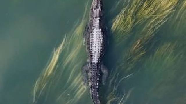 鳄鱼游泳姿势优美 #国外视频分享 #奇妙的动物 #鳄鱼