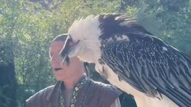 胡兀鹫专业吞骨头 #国外视频分享 #奇妙的动物 #宠物