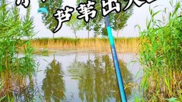 小沟芦苇丛出惊喜 