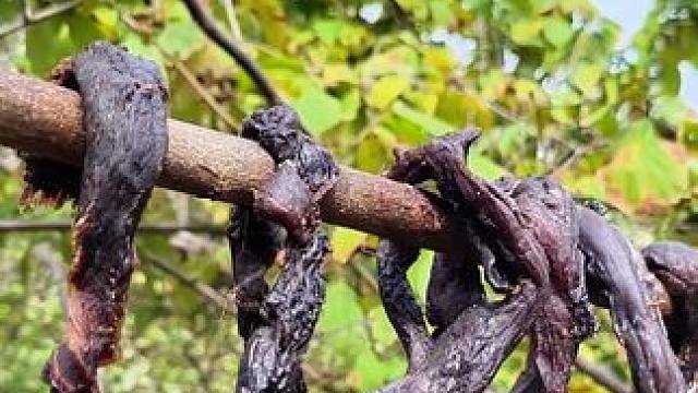 部落中的食物没办法储存，族人自由妙招 #荒野生存 #原始部落 #荒野求生