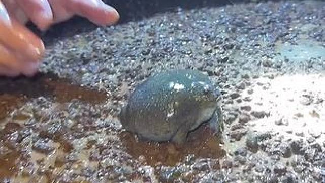 下雨天是抓蛙的好时候 #内容启发搜索 #美食 #泰国美食 #户外美食