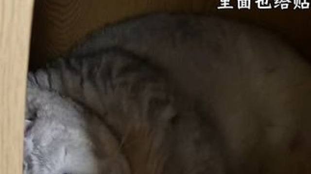 六点多就去秘密基地睡觉了 #猫届超自律生活记录#小猫短剧