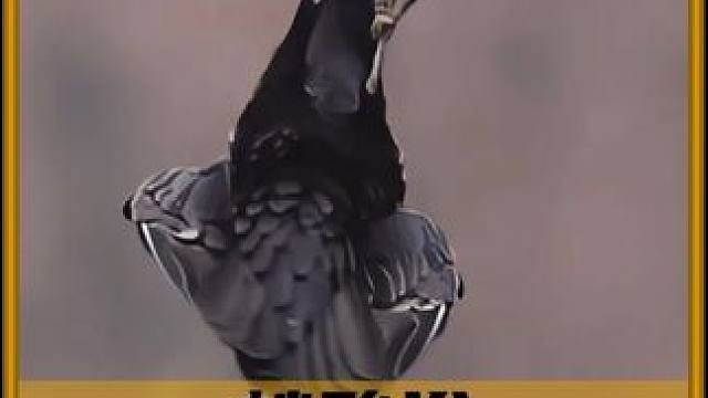 原来乌鸦靠这方法摆脱疾病！ #内容启发搜索