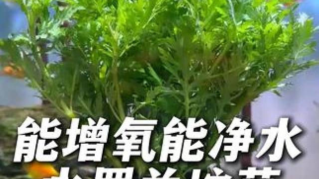 别看它长得像芹菜，它可是能净水能增氧的水罗兰坨草！ #水草 #水草造景 #水罗兰 #水族爱好者 #万