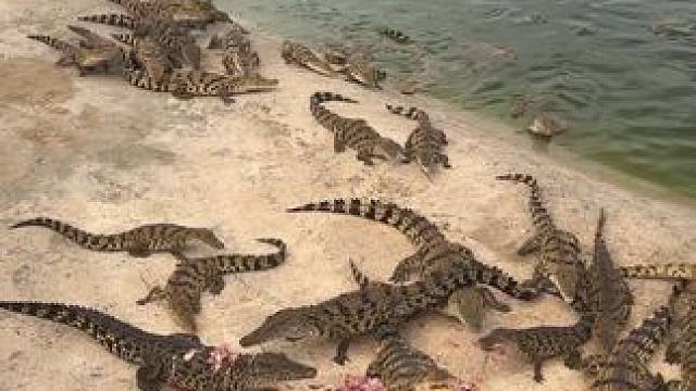 又是做牛马的一天，喂鳄鱼的第五天