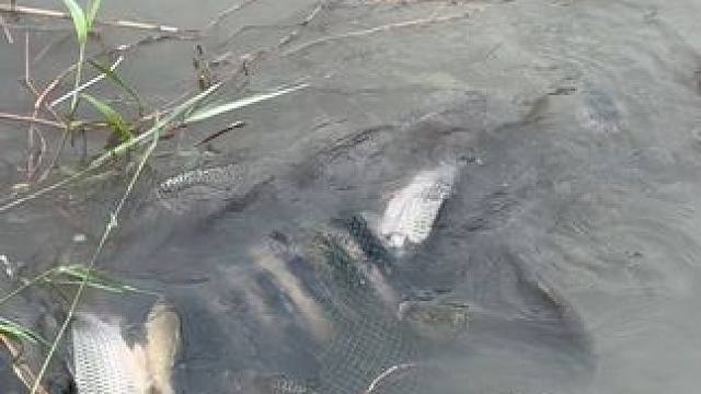 这种情况该如何钓？#钓鱼人就是这么疯狂 #钓鱼人