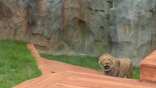 学会了，以后找男朋友得找狮系男友#动物世界里的快乐童年 #野生动物零距离 #动物园里真快乐 #爱护大