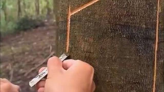 沉浸式割胶，解压的割胶过程#解压 #割胶 #沉浸式 #舒适 #解压视频