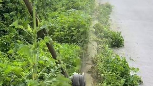 重生之我在欧洲当除草工。（找对象，探探靠谱！）#解压 #解压视频 #极度舒适