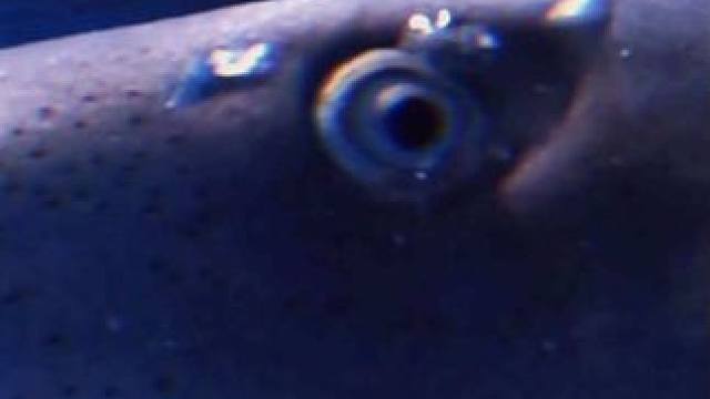 你问我什么时候最紧张 #海洋生物 #海底世界 #正佳极地海洋世界 #你问我什么时候最紧张