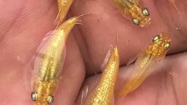 怎么说？#观背青鳉 #观赏鱼 #返乡创业新农人 #闪闪发光 #农村创业养殖