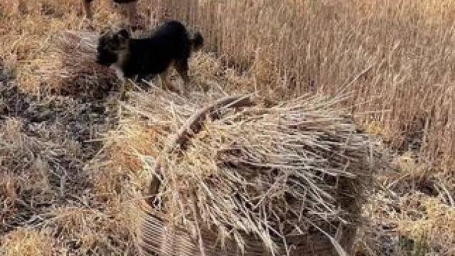 “风吹麦浪香，面朝黄土背朝天的身影，始终守护着麦陇，守护着我们的童年.熟悉的画面、回不去的过往。无论
