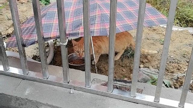 下雨了喂猫咪
