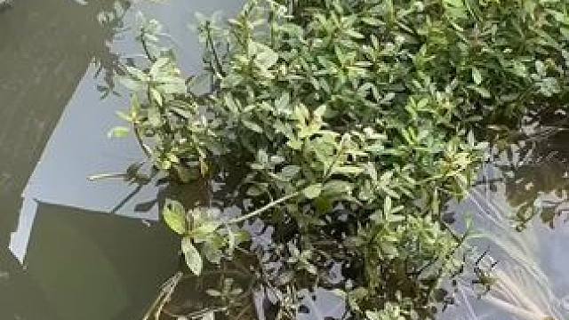 #钓鱼人 #钓鱼人就是这么疯狂 #钓鱼的乐趣只有钓鱼人懂 #钓鱼