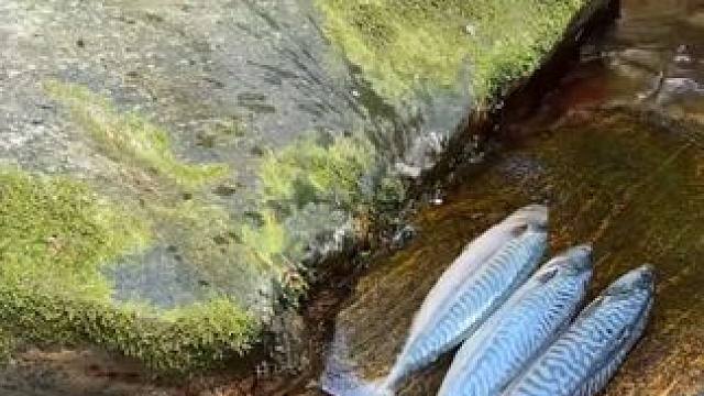 露营鲅鱼餐#露营报告