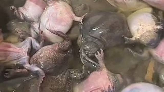 完整版炖蛋蛋蛙教程 #美食 #内容启发搜索 #泰国美食 #户外美食