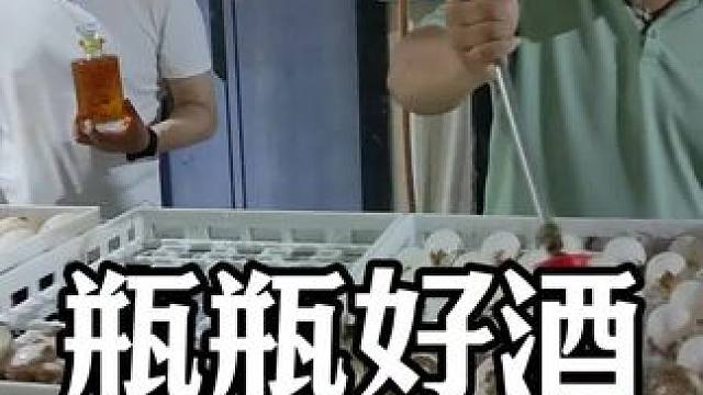 总说便宜点便宜点，618鳄鱼酒大促来了！#鳄鱼酒 #鳄鱼 #鳄珍