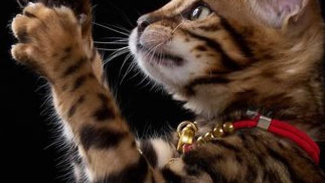 上门给豹猫繁育人家的小金豹拍写真
#摄影师日常 #豹猫 #郑州猫舍 #郑州豹猫 #郑州宠物摄影