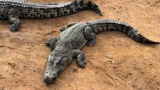 早晨就应该起来锻炼身体#农村创业养殖 #非专业人士请勿模仿 #锻炼