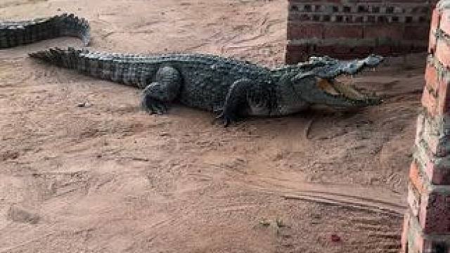 #农村创业养殖 #非专业人士请勿模仿 #六一就是要快乐呀 我走下路你们随便