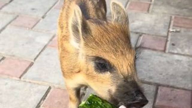 小野猪吃黄瓜 #国外视频分享 #奇妙的动物 #宠物