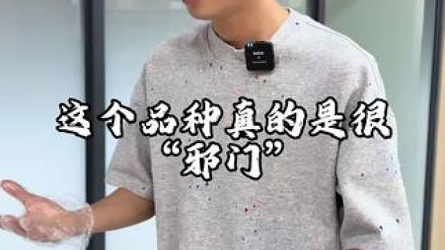 即使如此“它”还是会出现吗 #蓝金渐层 #米努特矮脚猫