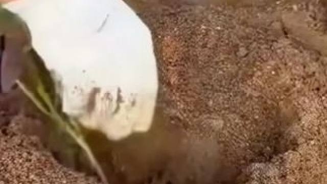 大学生回家创业种红薯，却一反常态！ #红薯干 #红薯干软糯香甜