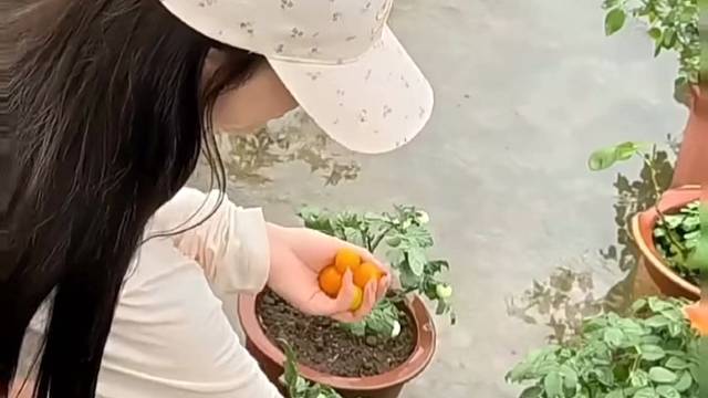 偷菜成功
