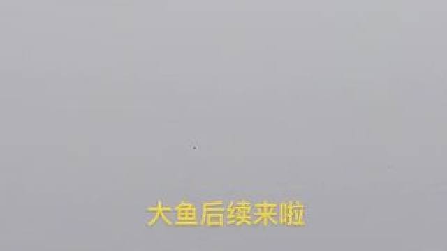 大鱼后续来啦！#钓鱼#钓鱼的乐趣只有钓鱼人懂