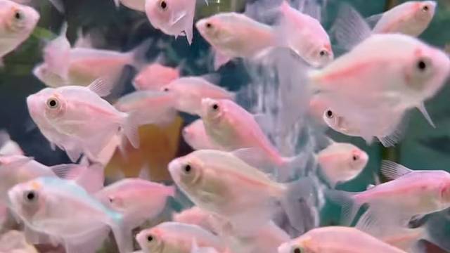 养鱼也是一种乐趣