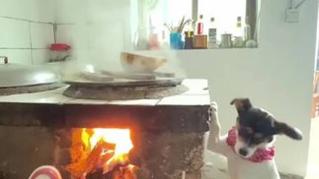 冬天，烧锅我忍了
夏天还叫我蒸馍，撂挑子了 #回村后的我 #我家的小土狗 #乡愁记忆  #乡村味道 